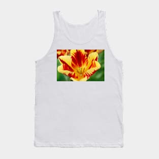 Tulipa 'Helmar' Tulip Triumph Group Tank Top